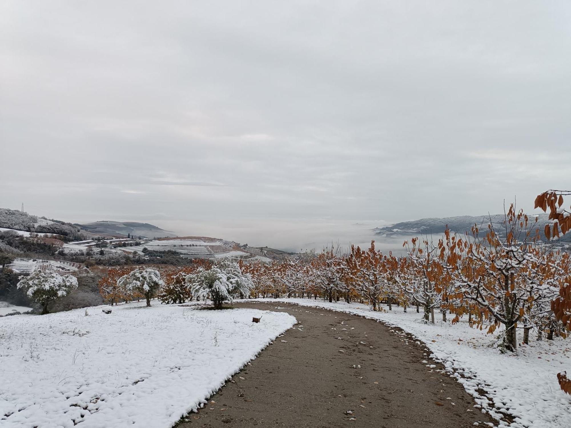 Holiday home La Collina Dei Ciliegi *